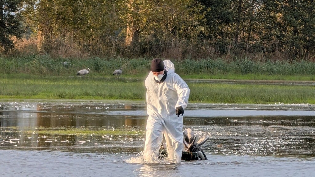 Nachdem es in Reuden einen Ausbruch der Geflügelpest gab, wurde das Gebiet bis nach Schweinitz im Jerichower Land zur Schutzzone mit Maßnahmen zur Seuchenbekämpfung erklärt. Der Landkreis hebt das nun auf. Auch die allgemeine Aufstallungspflicht wird darüber hinaus aufgehoben.