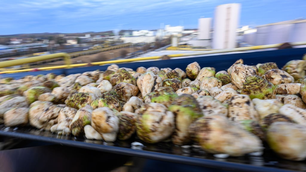 Geerntete Zuckerrüben müssen zeitnah verarbeitet werden.