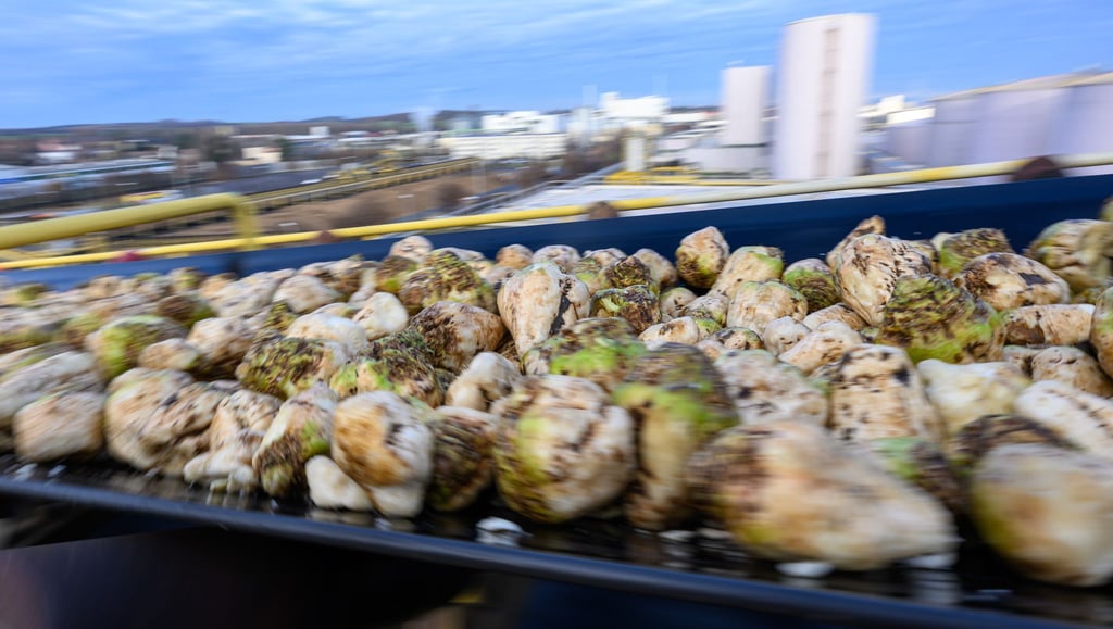 Geerntete Zuckerrüben müssen zeitnah verarbeitet werden.