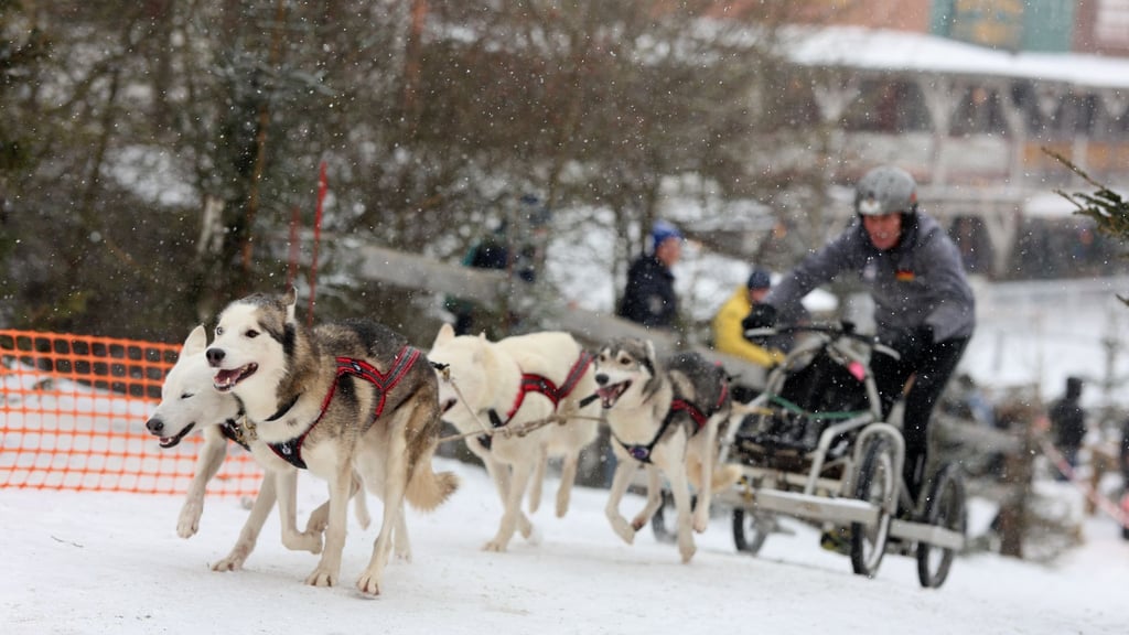 Auf Mensch und Tier beim traditionellen Schlittenhunderennen in Hasselfelde im Harz warten am Wochenende Traumbedingungen mit genügend Schnee und Dauerfrost. (Archivbild)