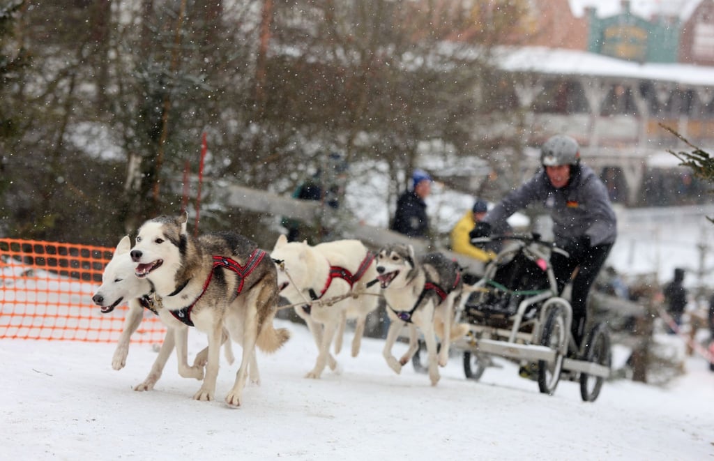 Ein Schlittenhundegespann startet in der Westernstadt Pullman City Harz in Hasselfelde.&nbsp;