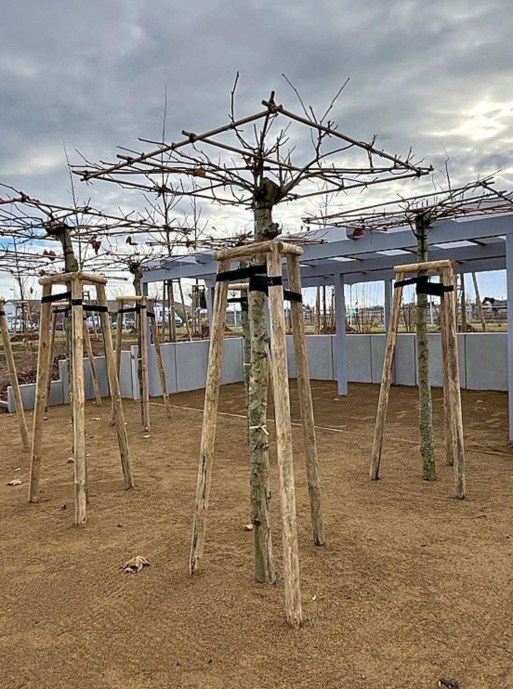 Eine Streuobstwiese wurde in Dröbel angelegt.