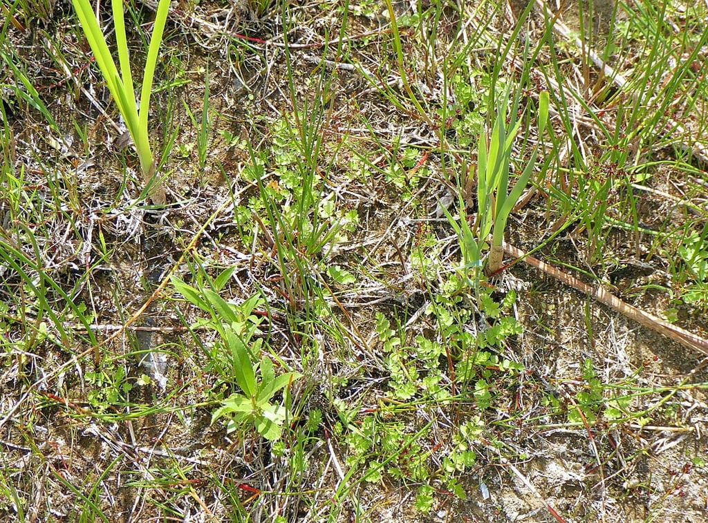 Der Kriechende Sellerie ist fast ausgestorben.