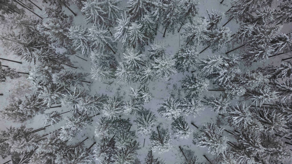 Jäger und Waldbesucher im Landkreis Leer sollen momentan besonders auf die Wildtiere achten. (Symbolbild)