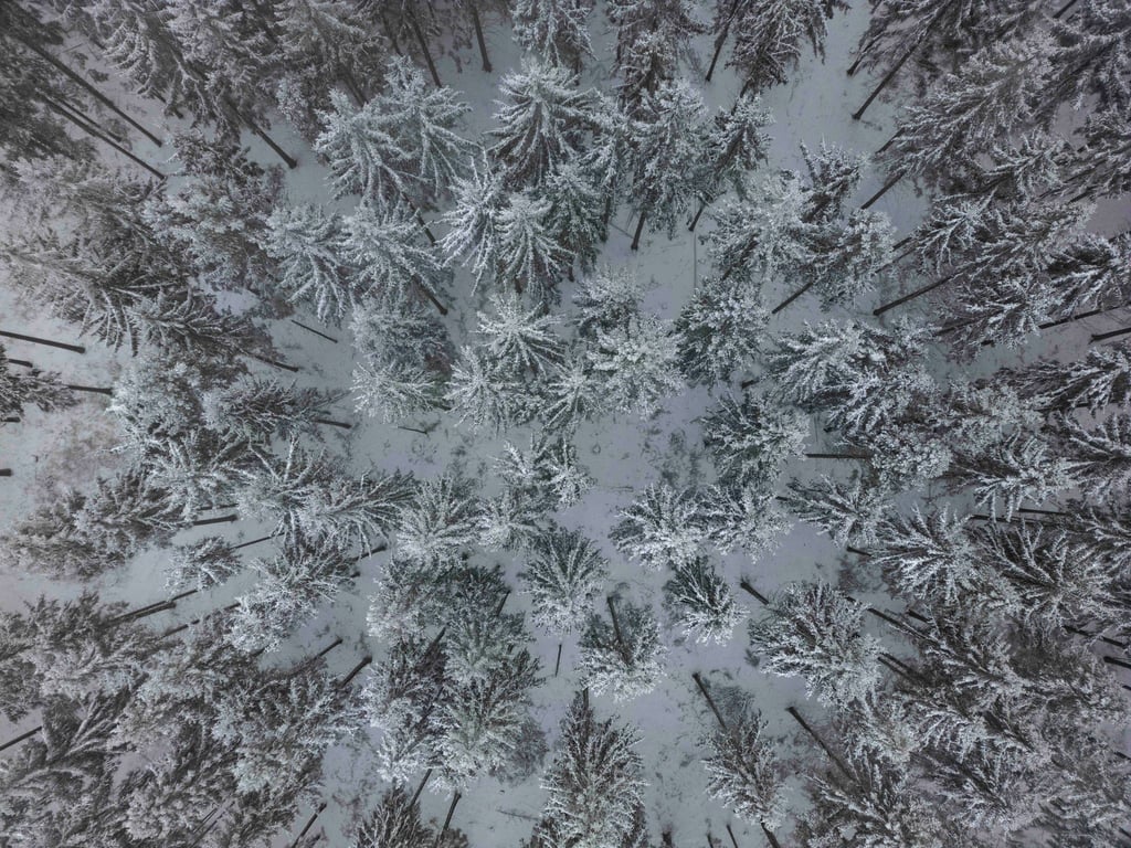 Jäger und Waldbesucher im Landkreis Leer sollen momentan besonders auf die Wildtiere achten. (Symbolbild)