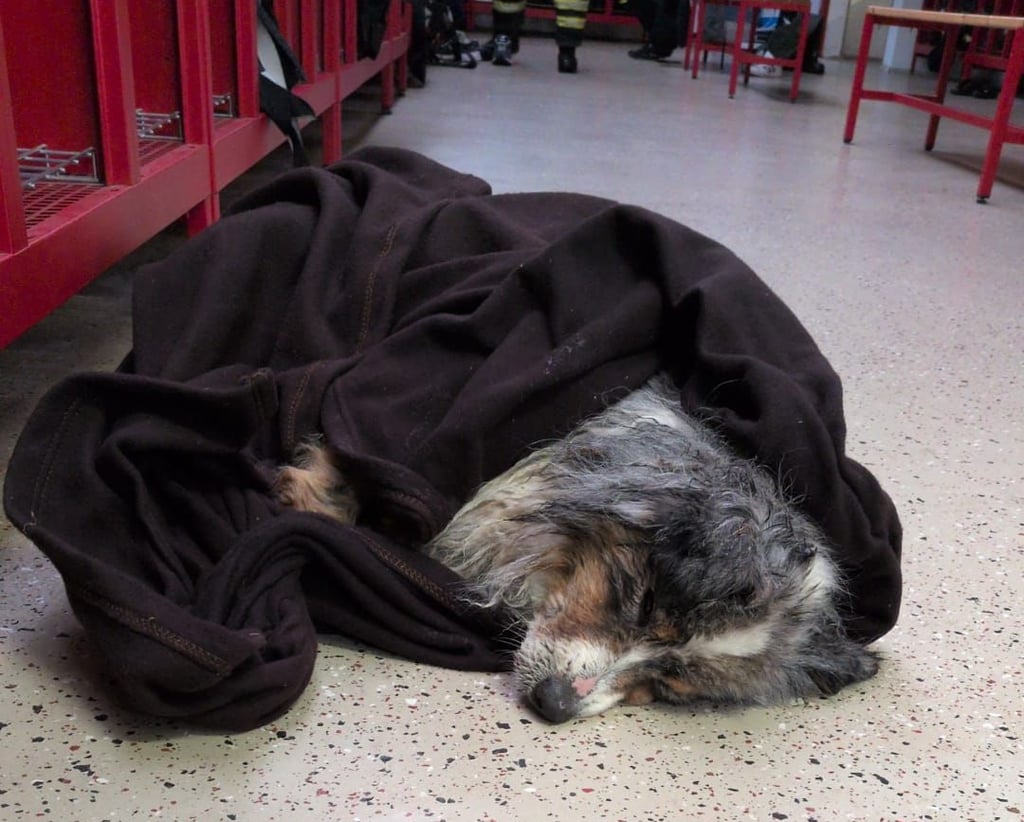 Am Freitag, 9. Januar 2026, wurde bei Dobbrun (Osterburg) im Landkreis Stendal dieser in der Biese festgefrorene Hund gerettet. Er war total erschöpft.