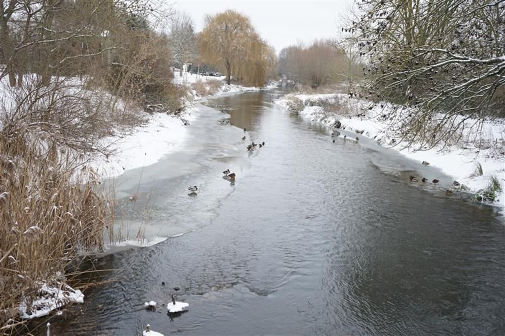 Winter in Wolmirstedt: Die Enten spazieren auf dem Eis.