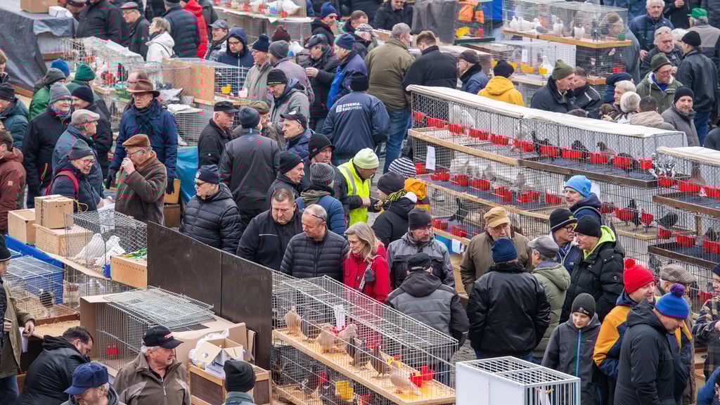 Rund 150 Taubenzüchter hatten zum ersten Taubenmarkt 2025 auf dem Marktplatz Naumburg ihre Käfige aufgebaut, verkauften, kauften oder tauschten Tauben unterschiedlichster Rassen.