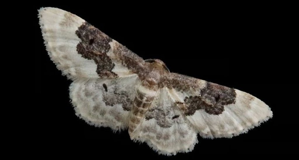 Gerne wieder wärmer werden darf es für diesen Mitbewohner in Halle.