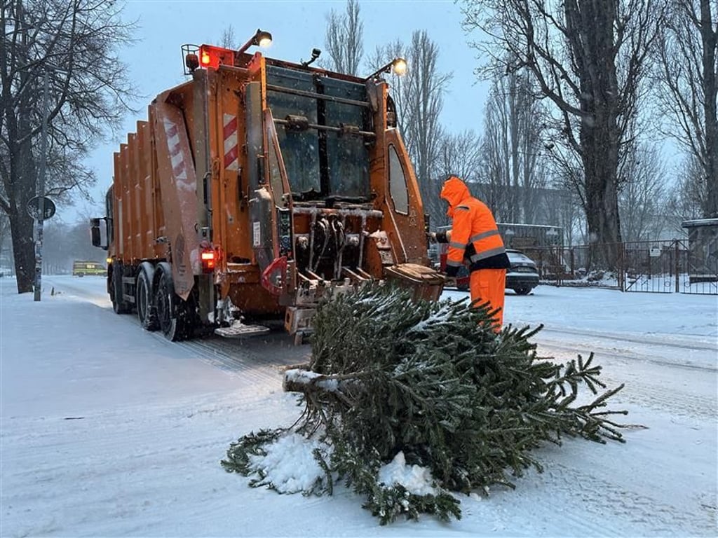 Die Müllabfuhr kommt noch gut durch Magdeburg. Sie ist schon dabei, ausgediente Weihnachtsbäume abzuholen.