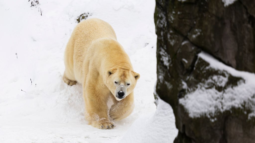 Auch bei Sturm und Schnee fühlen sich die Eisbären im Freien wohl.