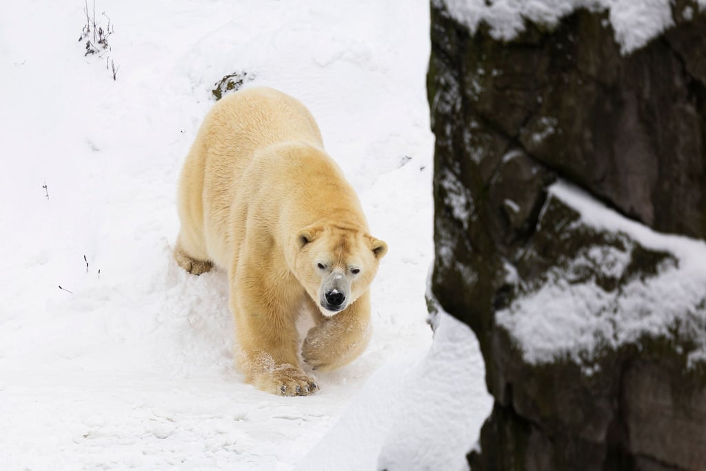 Auch bei Sturm und Schnee fühlen sich die Eisbären im Freien wohl.