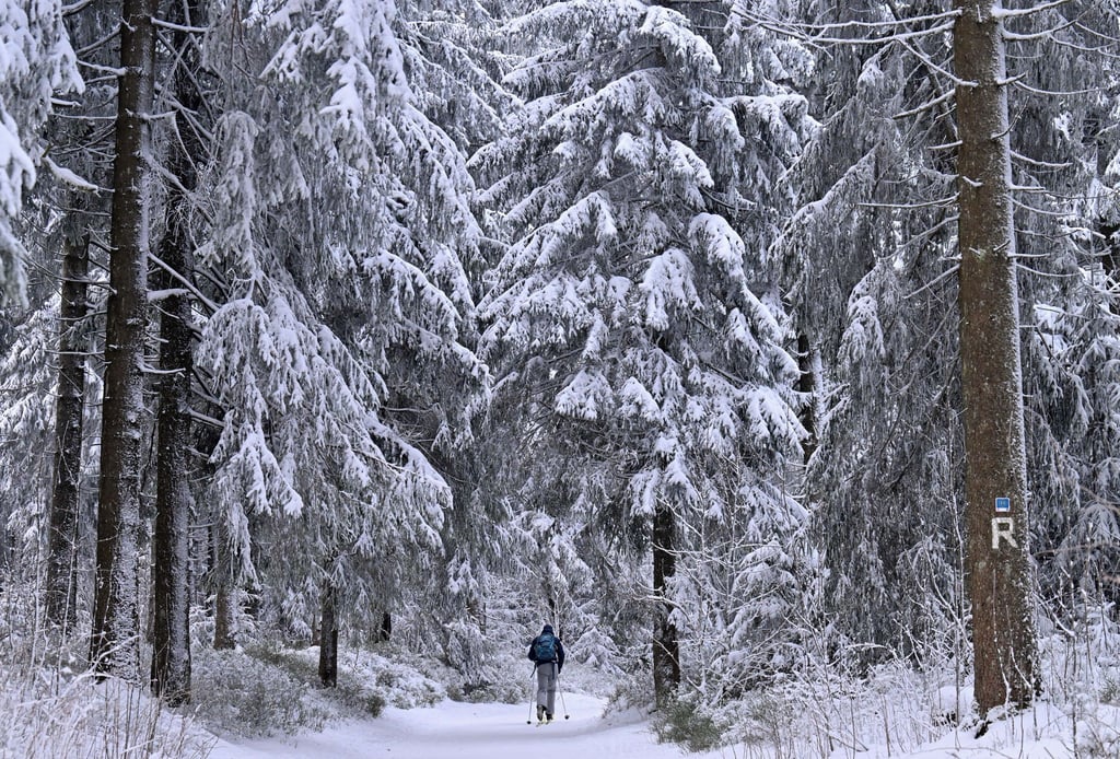 Die Gefahr besteht laut Amt für Stadtgrün, bis die Baumkronen abgetaut sind. (Archivbild)