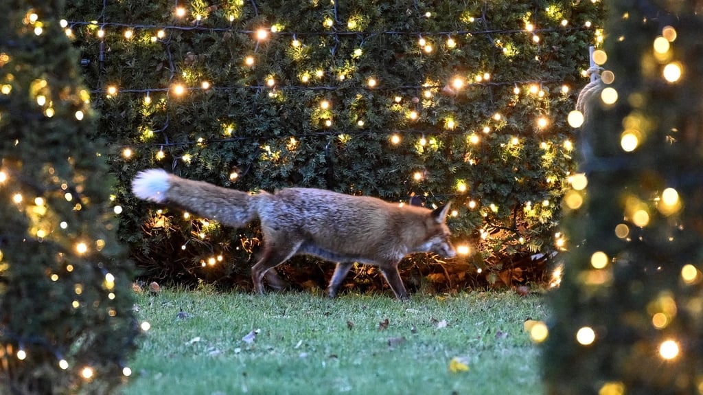 Füchse haben im Winter Frühlingsgefühle