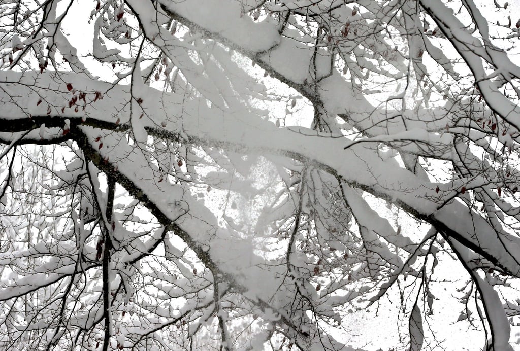 Bei Spaziergängen durch winterliche Parks sollten Bäume mit viel Schnee auf den Ästen gemieden werden (Symbolbild)