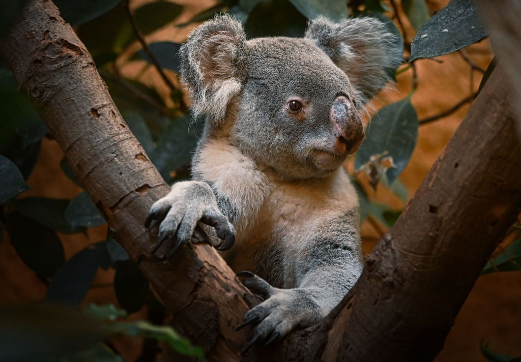 Mullaya war einer der ersten beiden Koalas in Dresden und bekam mit Partnerin Eerin die beiden Koala-Weibchen Janali und Kiri. (Foto Handout)