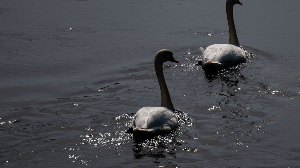 Geflügelpest in Mittelsachsen nachgewiesen – Halter sollen Schutz erhöhen. (Archivbild)
