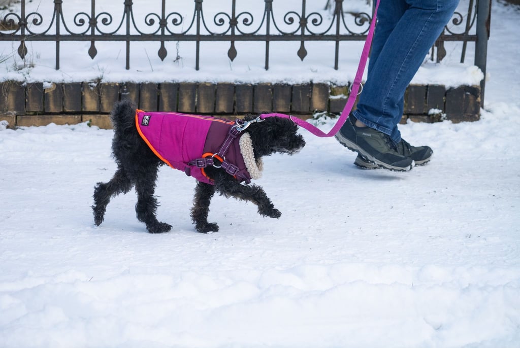 Besitzer sollten darauf achten, dass die Pfoten ihrer Hunde nicht zu sehr mit Salz in Berührung kommen. (Symbolbiild)