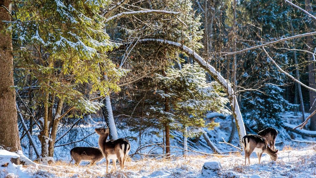 Wildtiere finden wegen der anhaltenden Frostperiode und der verharrschten Schneedecke kaum noch Nahrung.