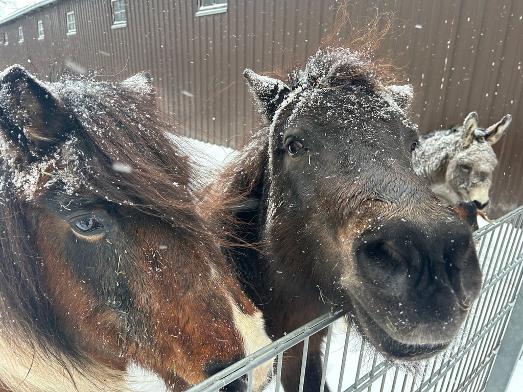 Tierischer Schneespaß auf dem Reiterhof Dame - Ponys und Esel trotzen dem Sturmtief "Elli".
