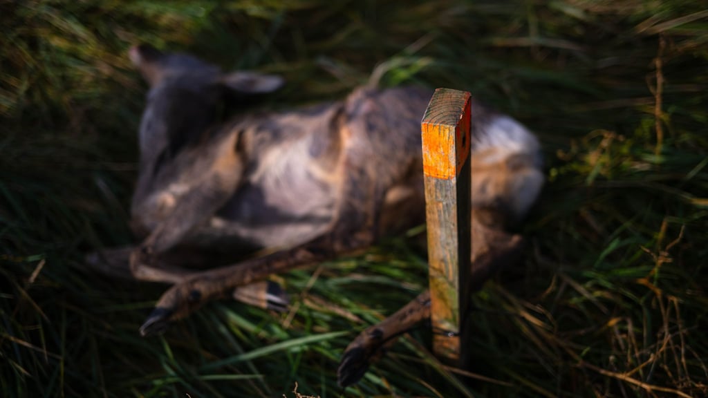 Ausgelegtes Aas soll Wildtiere anlocken. (Archivbild)