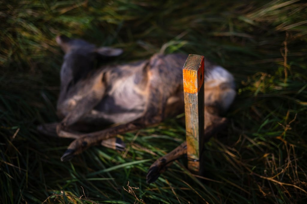 Ausgelegtes Aas soll Wildtiere anlocken. (Archivbild)