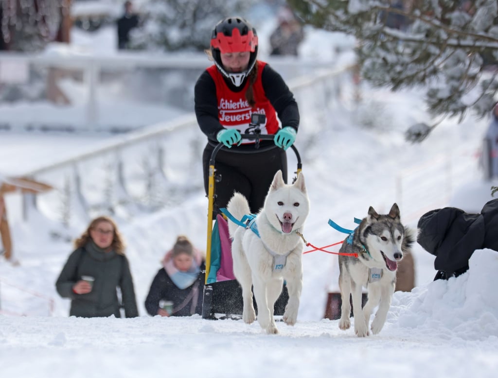 Im Harz sind wieder die Schlittenhunde los.