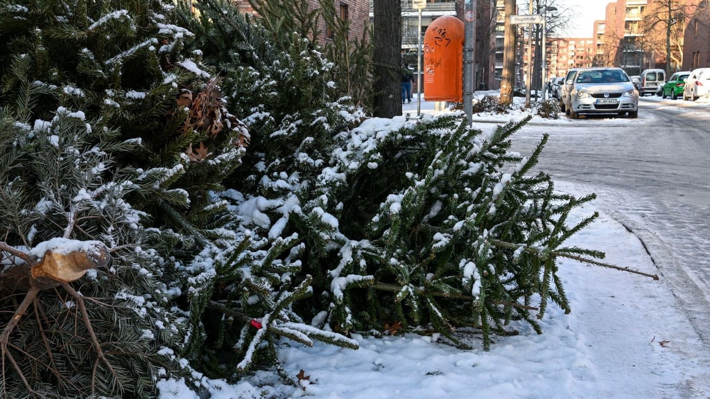 Manche Bäume liegen schon ausrangiert am Straßenrand.