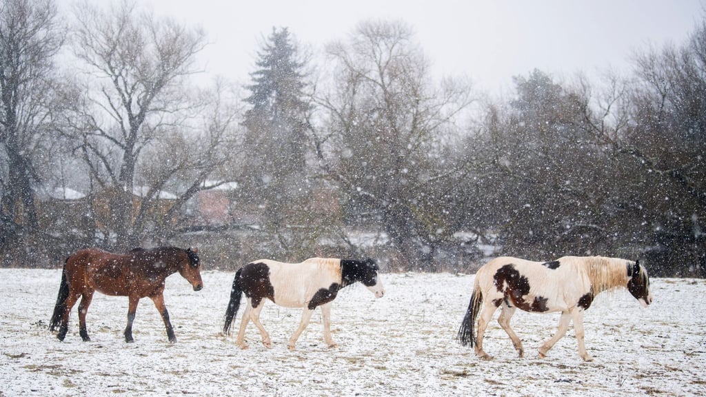 Auch bei Schnee können gesunde Pferde auf der Koppel sein. (Archivbild)