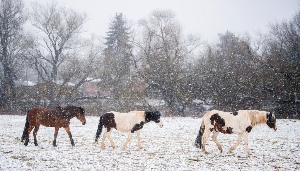 Auch bei Schnee können gesunde Pferde auf der Koppel sein. (Archivbild)