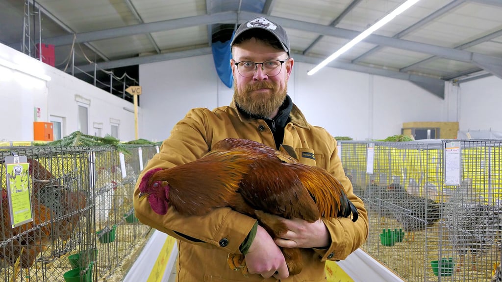 Florian Fandrich und sein „Großer Dresdener": Bei Schauen käme es auf Form, Gefieder, Rosenkamm und die Lauffarbe an.