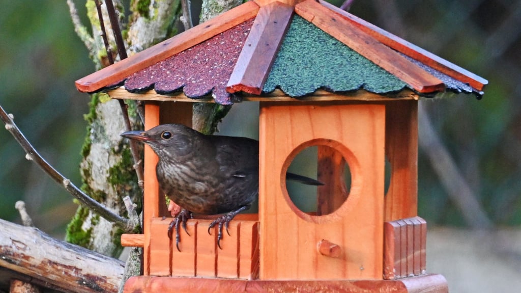 Eine weibliche Amsel sitzt in einem Futterhäuschen. Am besten platziert man sie erhöht und gut einsehbar, damit sich keine Katzen unbemerkt anschleichen können.
