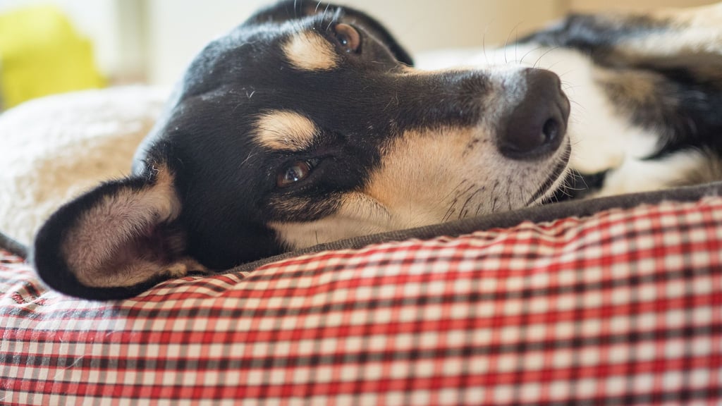 Die Mehrheit der Haustiere schläft laut Umfrage in einem eigenen Körbchen. (Archivbild)