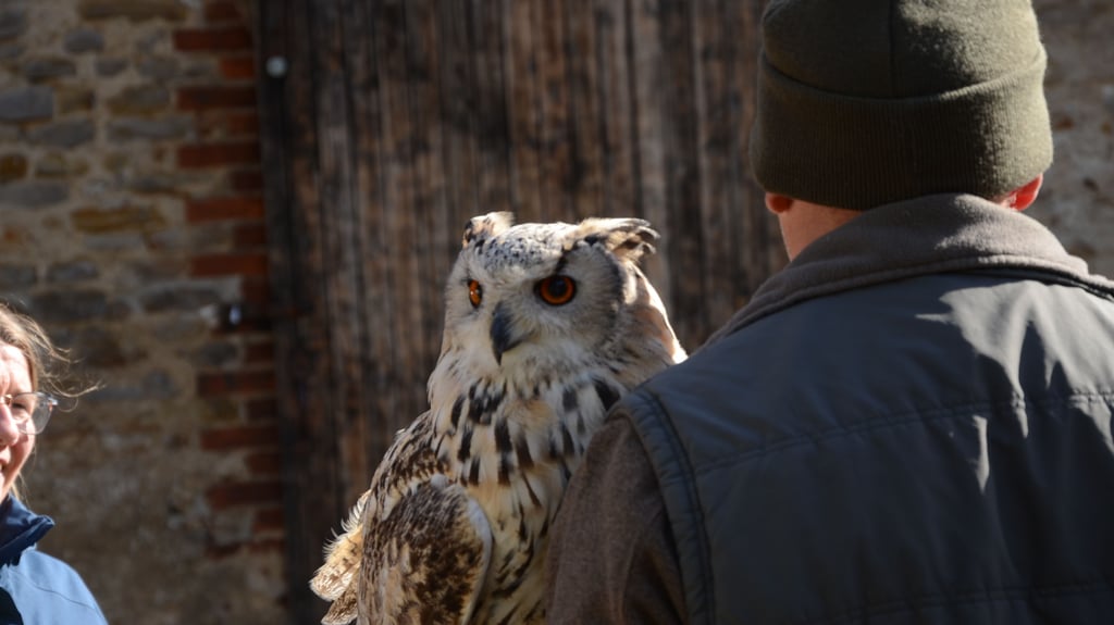 Den Auftakt macht am Freitag, 30. Januar, um 18 Uhr eine Eulenexkursion.