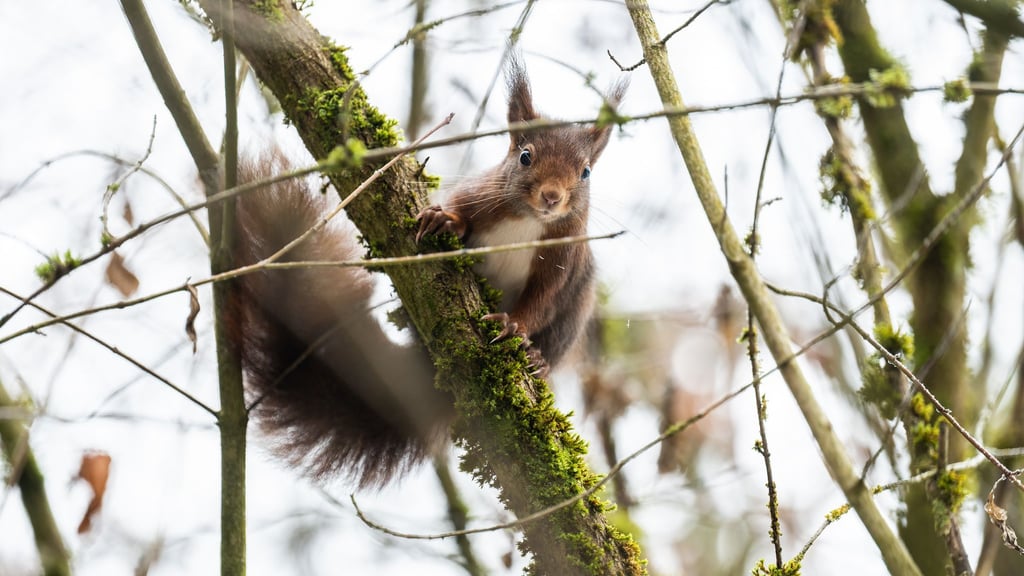Eichhörnchen kommen im Winter oft nicht an ihre Vorräte heran. (Archivbild)