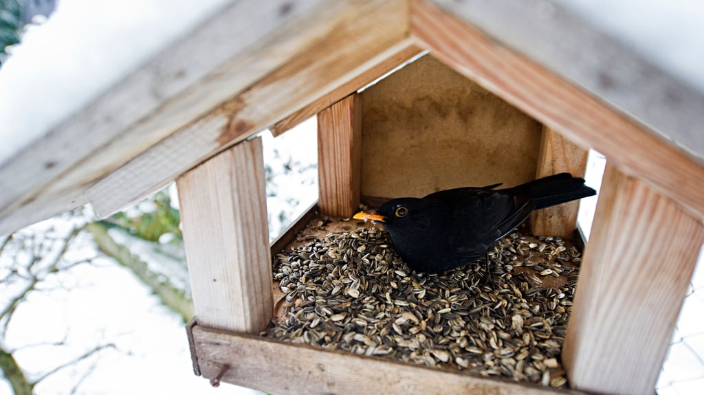 Eine Amsel im Vogelhäuschen – doch nicht jede Art frisst das Gleiche.