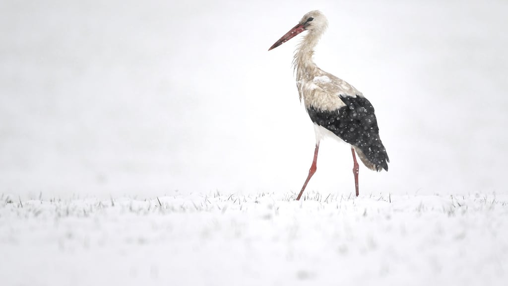 Die Polizei in Meiningen hat sich mit einem Storch auf der Straße beschäftigt. (Symbolbild)