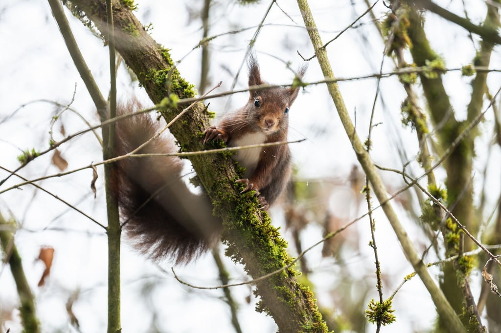 Eichhörnchen kommen im Winter oft nicht an ihre Vorräte heran. (Archivbild)