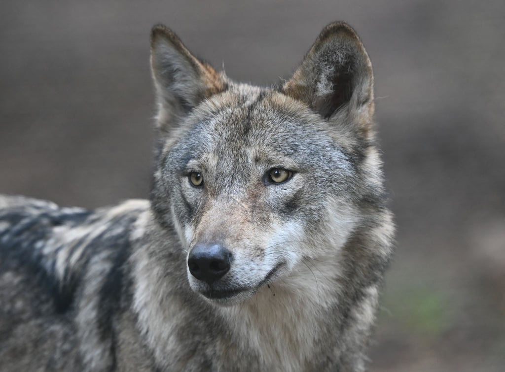 Einige Wölfe werden per Sender verfolgt. (Archivbild)