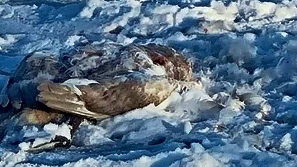 Am 11. Januar wurde ein toter Jungschwan am Stadtsee in Stendal entdeckt.  