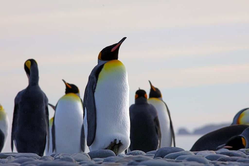 Aktuelle Panoramaausstellung:&nbsp;ANTARKTIS (neu ab 24. Januar 2026)
