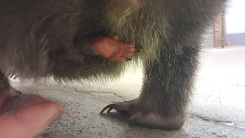 Hallo ihr da draußen! In Halles Bergzoo hat sich Nachwuchs angekündigt. Nur: Wer winkt da wohl aus dem Beutel?