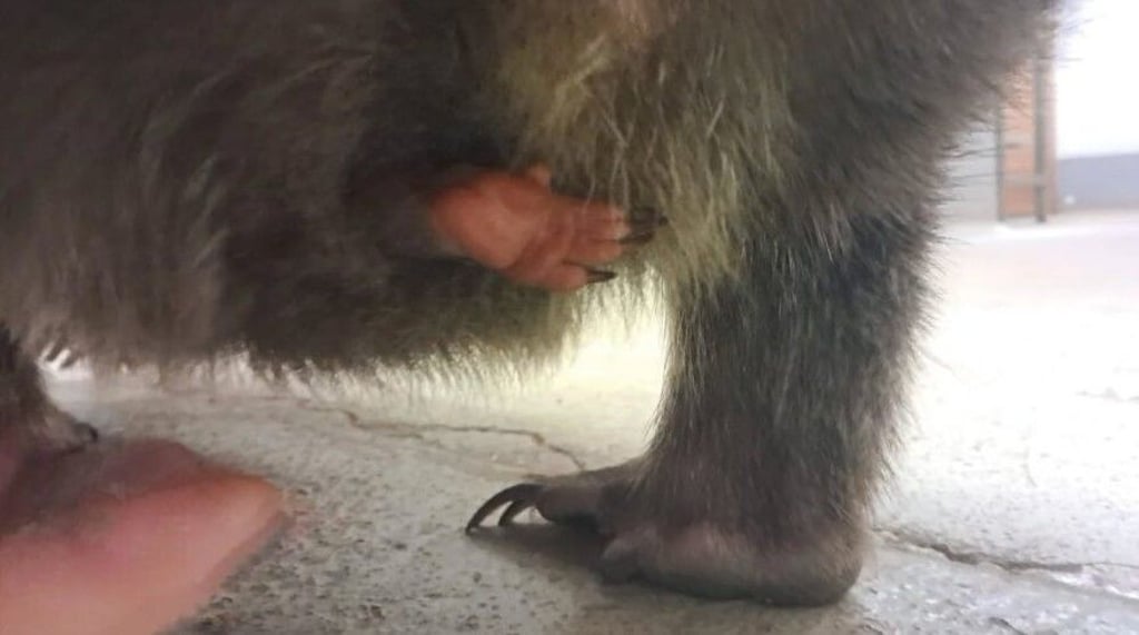 Hallo ihr da draußen! In Halles Bergzoo hat sich Nachwuchs angekündigt. Nur: Wer winkt da wohl aus dem Beutel?