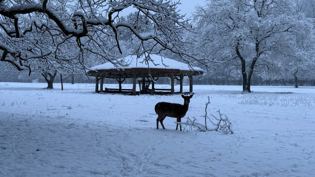 Während einer Notzeit nach dem Jagdrecht dürfen Wildtiere gefüttert werden. (Symbolbild)