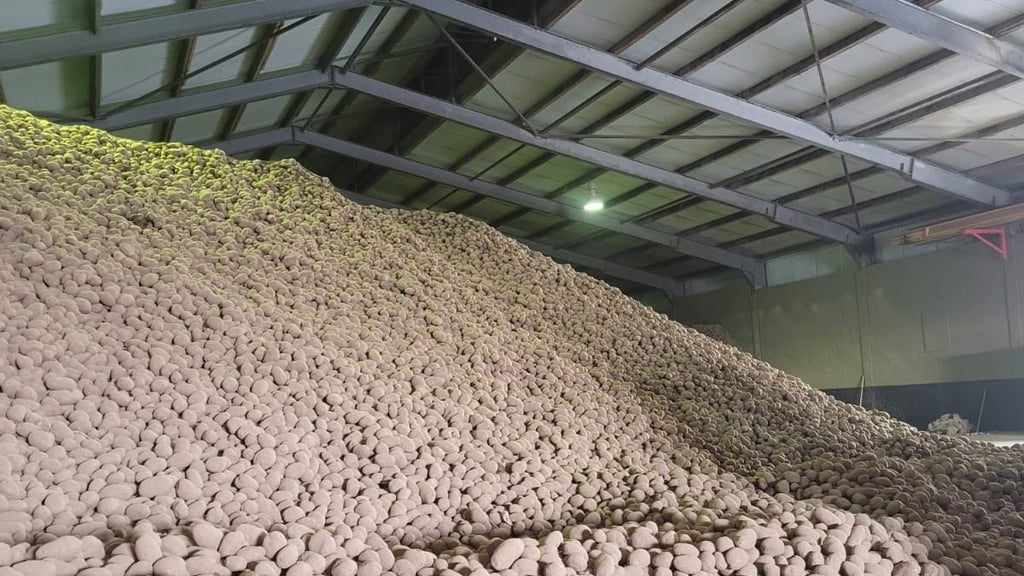 In Frohburg ist die Kartoffelhalle bis unter das Dach gefüllt.