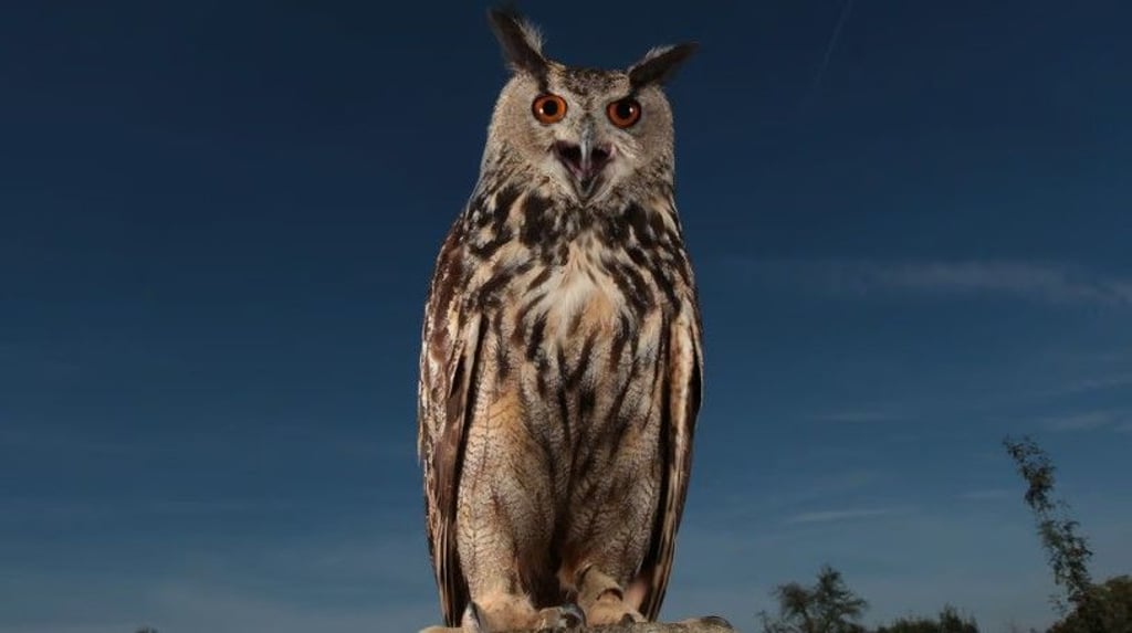 In einer Kirche in Halle baute sich eine Familie dieser Art ihr Zuhause in der Stadt.&nbsp;