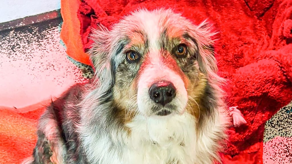 Am Freitagnachmittag fehte nicht mehr viel und Hündin Chayenne wäre in der Biese bei Dobbrun erfroren. Doch sie hatte Glück, wurde entdeckt und von der Feuerwehr Osterburg gerettet. Hier ein aktuelles Foto.