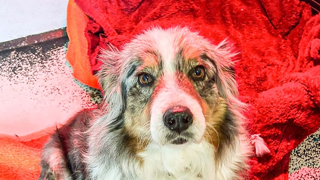 Am Freitagnachmittag fehlte nicht mehr viel und Hündin Chayenne wäre in der Biese bei Dobbrun in Stendal erfroren. Doch sie hatte Glück, wurde entdeckt und von der Feuerwehr Osterburg gerettet. Hier ein aktuelles Foto.