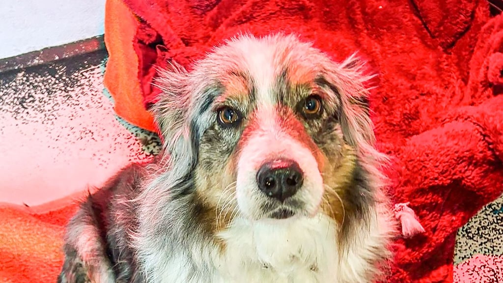 Am Freitagnachmittag fehlte nicht mehr viel und Hündin Chayenne wäre in der Biese bei Dobbrun in Stendal erfroren. Doch sie hatte Glück, wurde entdeckt und von der Feuerwehr Osterburg gerettet. Hier ein aktuelles Foto.