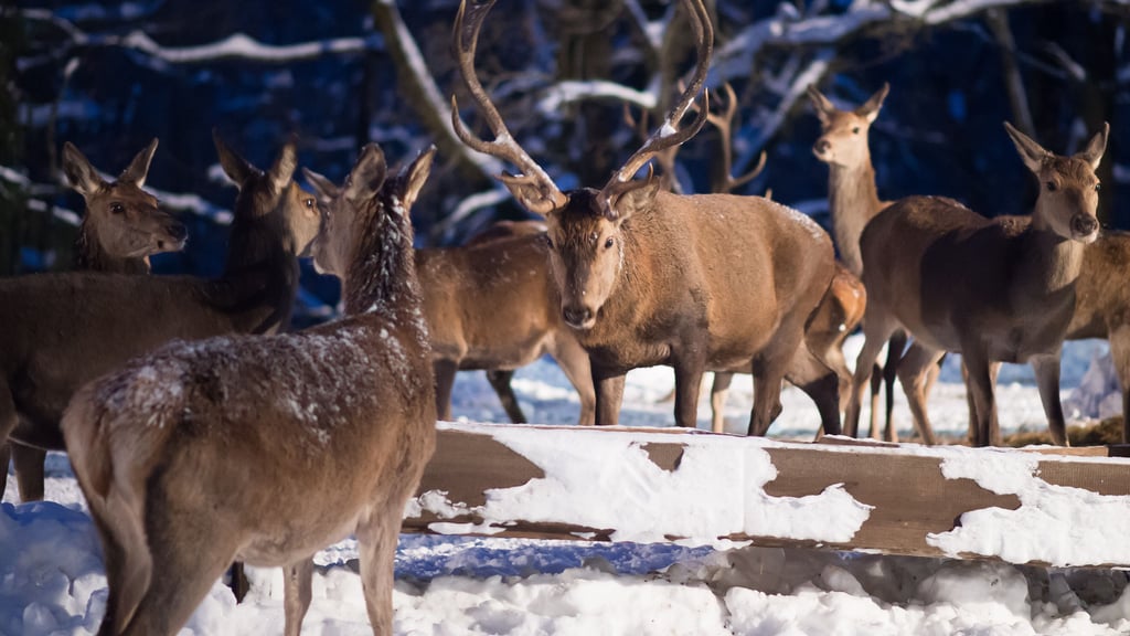 Hirsche werden an einem Futtertrog versorgt, weil sie wegen des vielen Schnees kaum noch Futter finden. In der Börde wurde deshalb jetzt die sogenannte Notzeit ausgerufen.